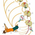 Cascata coordinatoria Metodo Feldenkrais