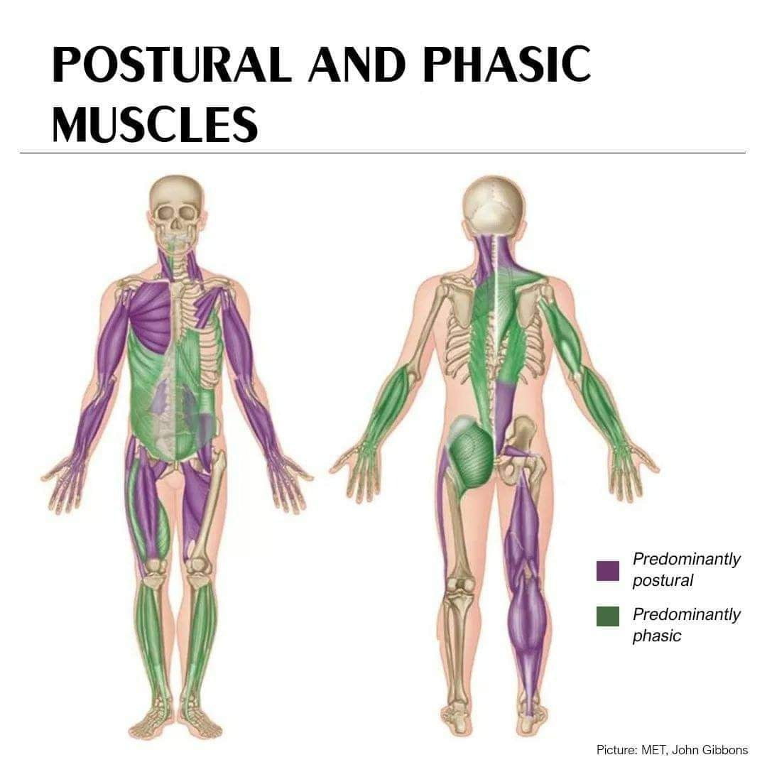 fibre muscolari fasiche e toniche